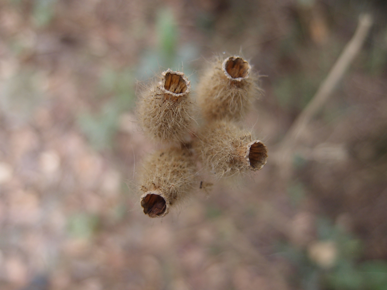 2018-01-16 12 Uhr - Im Shivapuri Nagarjun National Park (Nagi Gumba) (Foto) 